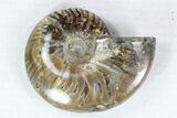 Lot: - Whole Polished Ammonites (Grade B/C) - Pieces #77759-1